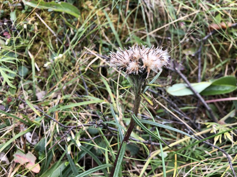 Saussurea angustifolia, photographed by Jason Grant