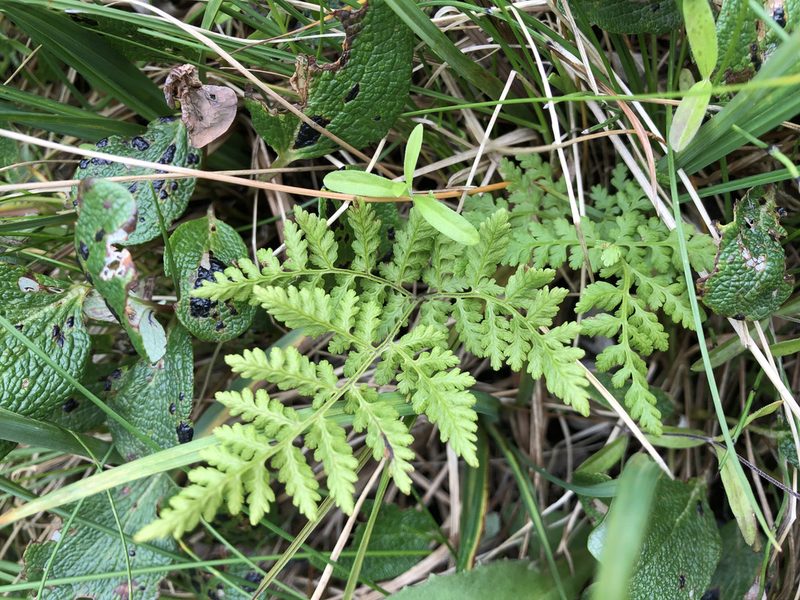 Cystopteris montana, photographed by Jason Grant