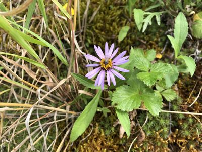 Eurybia sibirica, photographed by Jason Grant