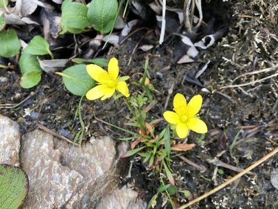 Saxifraga hirculus, photographed by Jason Grant