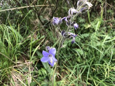 Polemonium villosum, photographed by Jason Grant