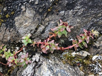 Rhodiola integrifolia, photographed by Jason Grant