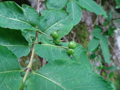 Lonicera nigra, photographed by Thomas Koffel