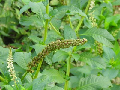 Phytolacca heterotepala, photographed by Duarte Frade