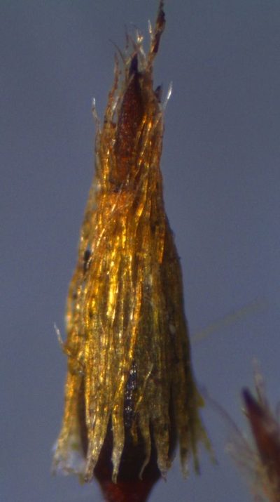 Macromitrium grossirete, photographed by John Steel