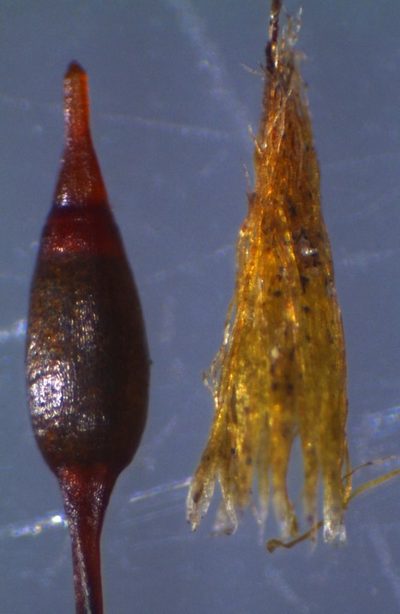 Macromitrium grossirete, photographed by John Steel