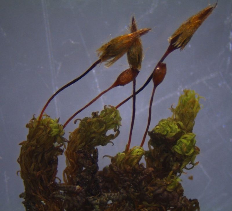 Macromitrium grossirete, photographed by John Steel