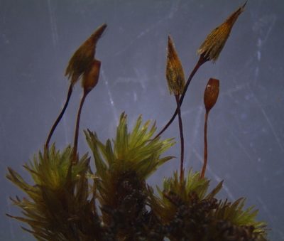 Macromitrium grossirete, photographed by John Steel