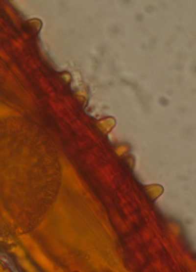 Macromitrium grossirete, photographed by John Steel