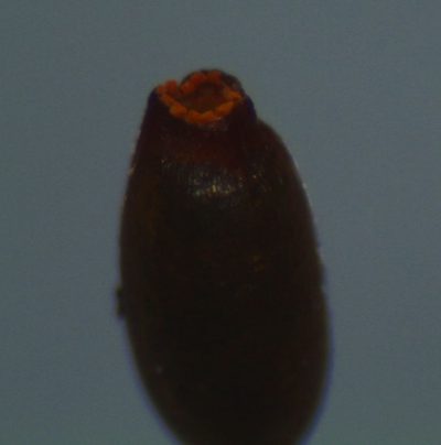 Macromitrium grossirete, photographed by John Steel