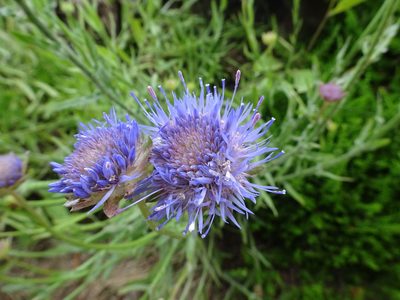 Jasione laevis, photographed by Thomas Koffel