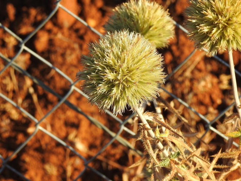 Echinops strigosus, photographed by Duarte Frade