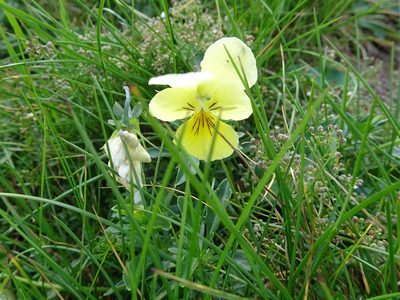 Viola lutea, photographed by Thomas Koffel