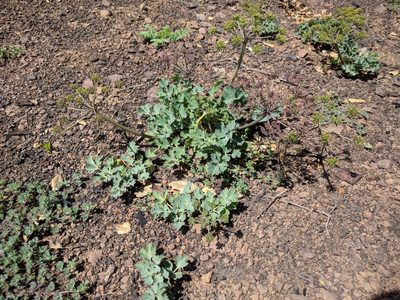 Lomatium repostum, photographed by Ken-ichi Ueda