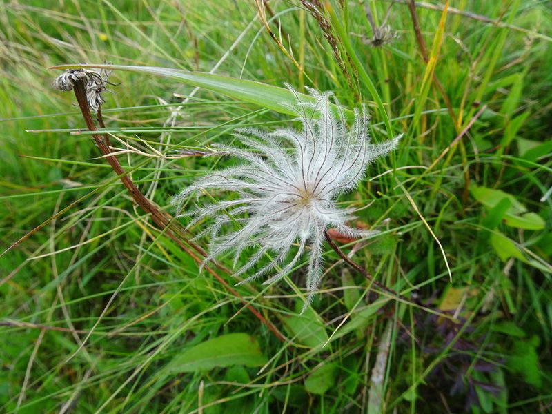 Pulsatilla scherfelii, photographed by Thomas Koffel