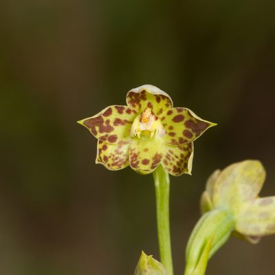 Thelymitra benthamiana, photographed by Kym Nicolson