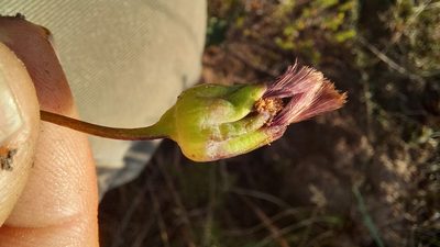 Othonna digitata, photographed by kevin koen
