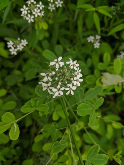 Lysimachia pentapetala, photographed by shizhao