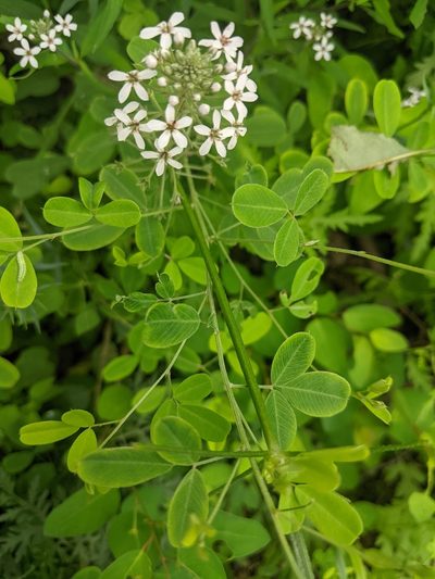 Lysimachia pentapetala, photographed by shizhao