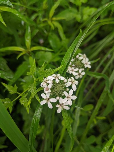 Lysimachia pentapetala, photographed by shizhao