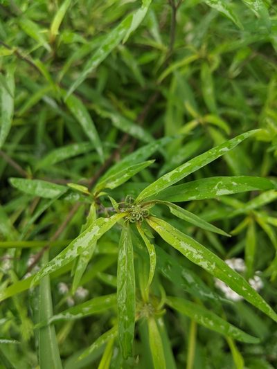 Lysimachia pentapetala, photographed by shizhao
