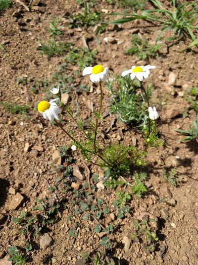 Chamaemelum fuscatum, photographed by Ken-ichi Ueda