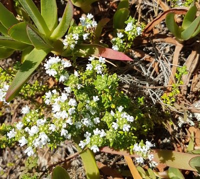 Thymus carnosus, photographed by anasacuta