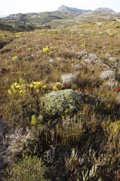 Ammodendron bifolium, photographed by Tony Rebelo