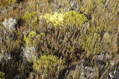 Thamnochortus fruticosus, photographed by Tony Rebelo