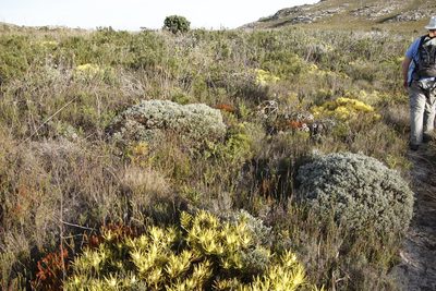 Podalyria racemulosa, photographed by Tony Rebelo