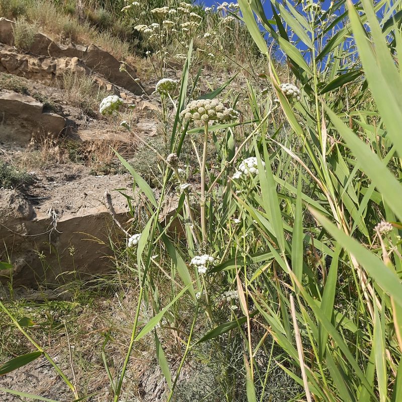 Seseli ponticum, photographed by София Р.