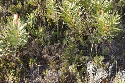 Thamnochortus fruticosus, photographed by Tony Rebelo