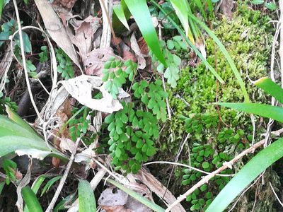 Adiantum monochlamys