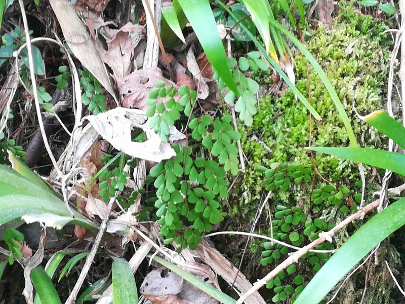Adiantum monochlamys, photographed by harum.koh