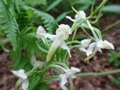 Platanthera chlorantha, photographed by Thomas Koffel