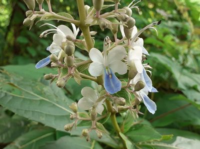 Rotheca serrata, photographed by OnePlanet