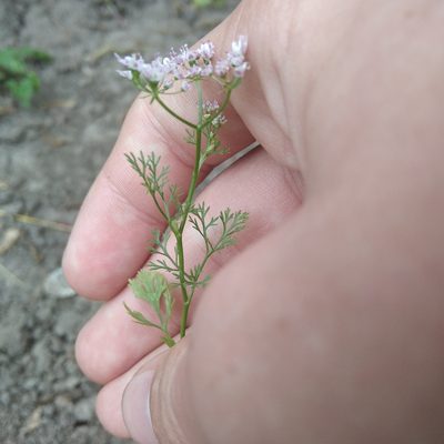 Coriandrum sativum, photographed by evgeniq_benihanov