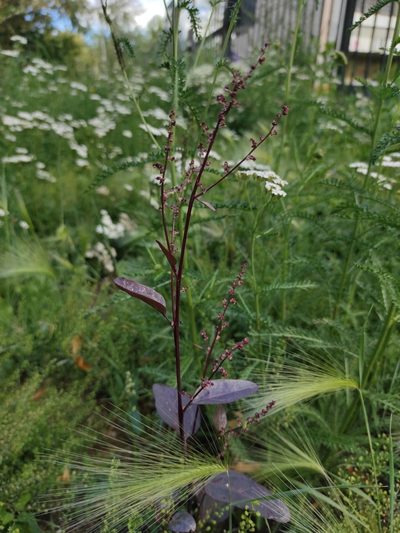Atriplex hortensis, photographed by iljar