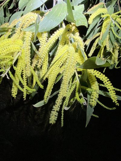 Acacia concurrens, photographed by Greg Tasney