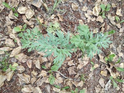 Artemisia sieversiana, photographed by iljar