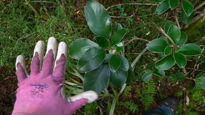Brachyglottis buchananii, photographed by Sarah Richardson