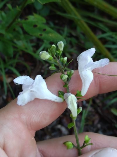 Scutellaria arenicola, photographed by Scott Ward