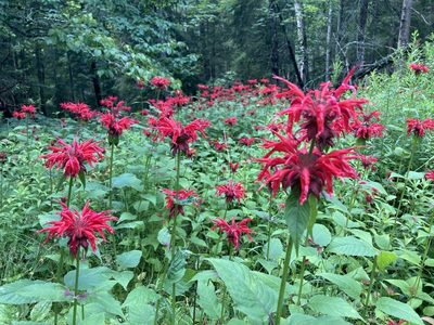 Monarda didyma, photographed by Julie Hart
