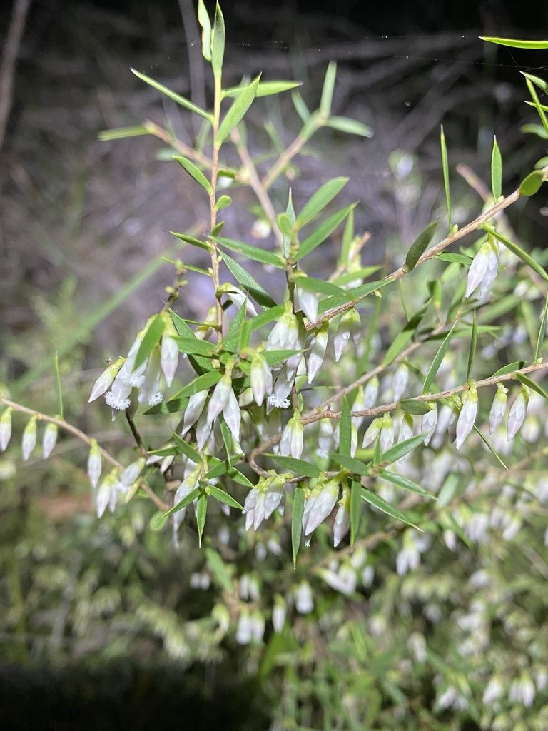 Styphelia sparsa, photographed by Greg Tasney