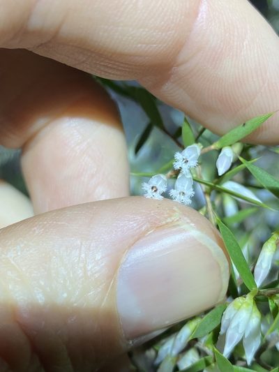 Styphelia sparsa, photographed by Greg Tasney