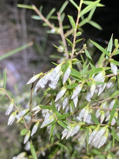 Styphelia sparsa, photographed by Greg Tasney