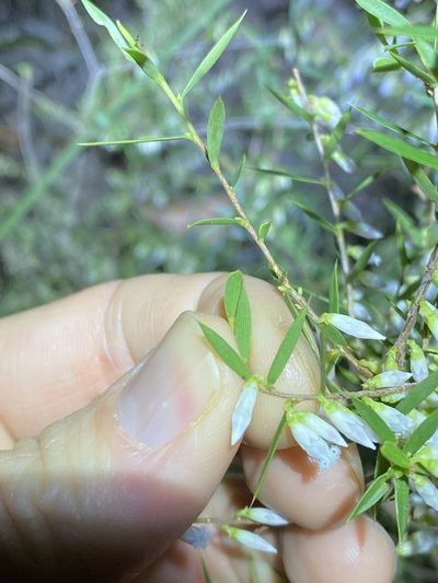 Styphelia sparsa, photographed by Greg Tasney