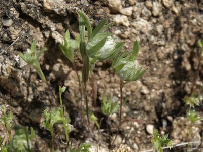 Stylocline micropoides, photographed by Jim Morefield