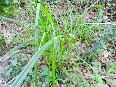 Carex frankii, photographed by Tom Field