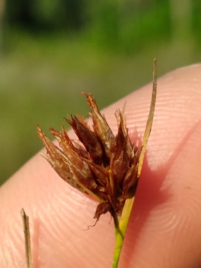 Rhynchospora harperi, photographed by Scott Ward